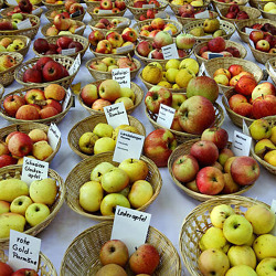 16. Obstausstellung des Regionalverbandes