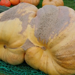 14. Kürbisfest in Stapelburg, der Gewinner ist...